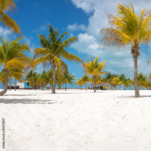 Palm trees on the white sand.  © PhotoSerg