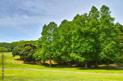 新緑の草原と森