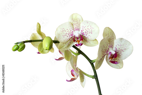 Fototapeta Naklejka Na Ścianę i Meble -  orchid