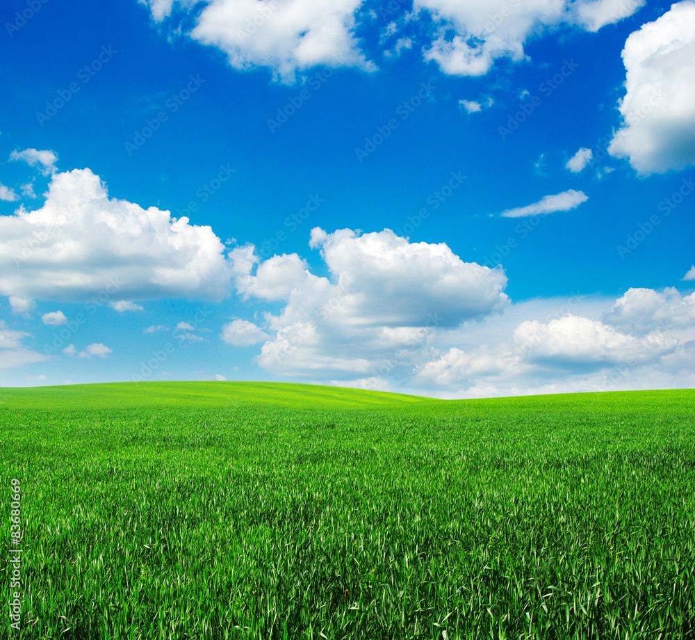 Obraz premium green field and blue sky