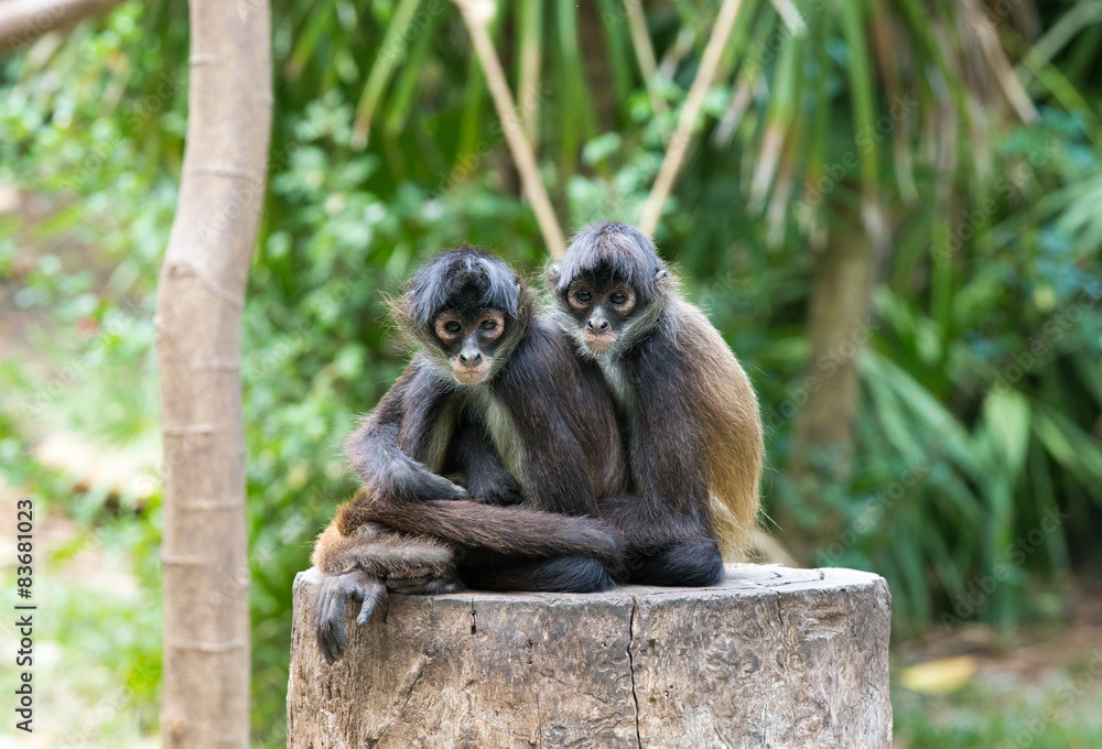 Obraz premium Spider monkey