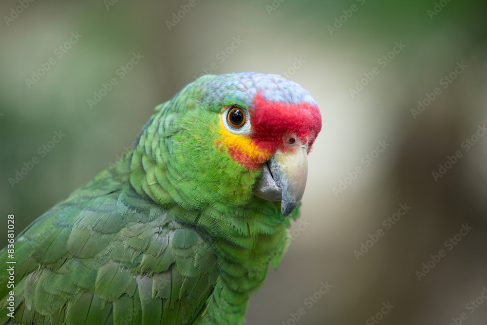 Obraz premium parrot