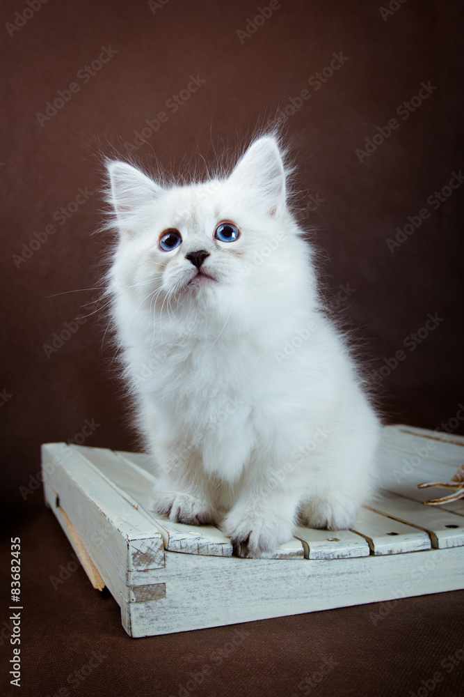 Fototapeta premium Neva masquerade kitten on brown background