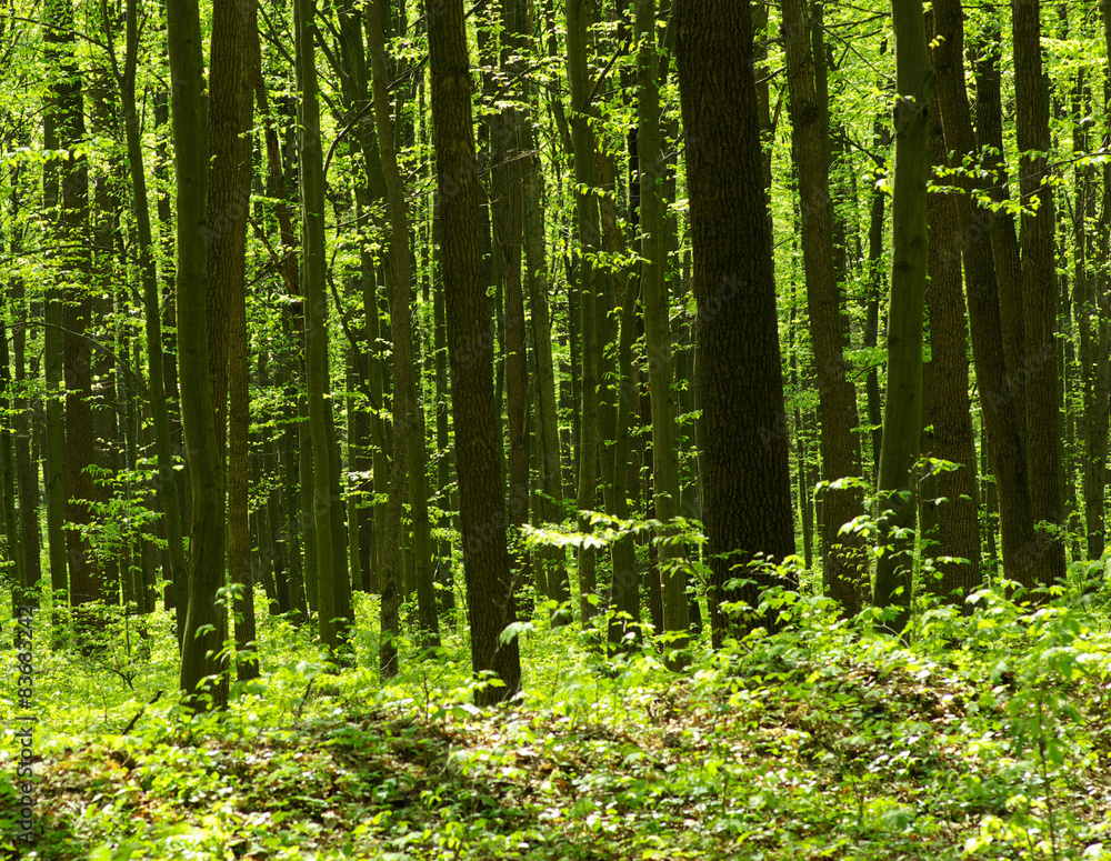 Obraz premium forest