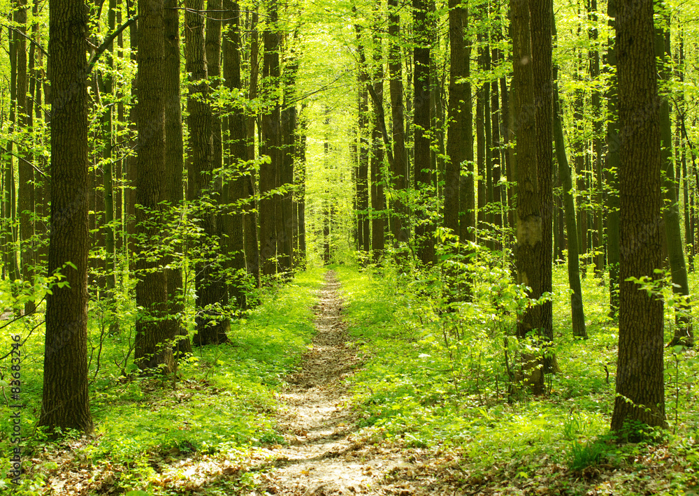 forest forest