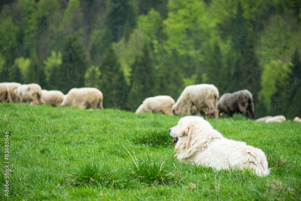 Obraz premium Sheep dog guard herd in Polish mountains
