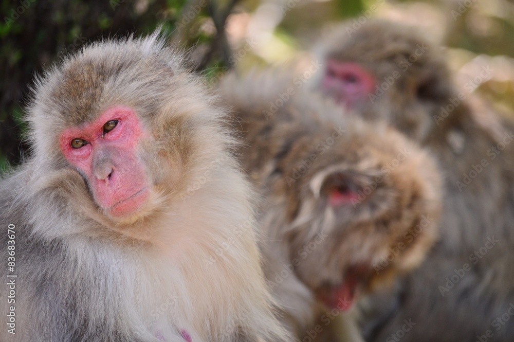 Fototapeta premium 日本猿