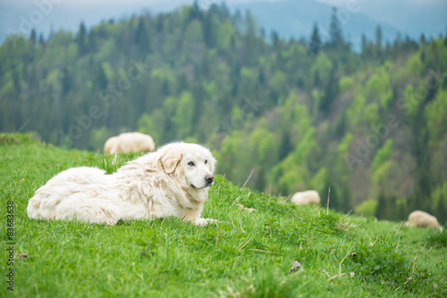 Sheep dog guard herd in Polish mountains