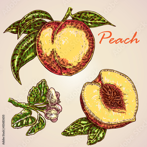 Highly detailed hand drawn peach. Fruit peach vector