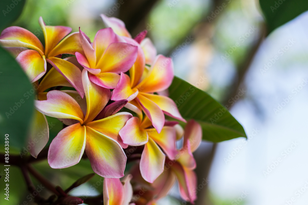 Plumeria Plumeria
