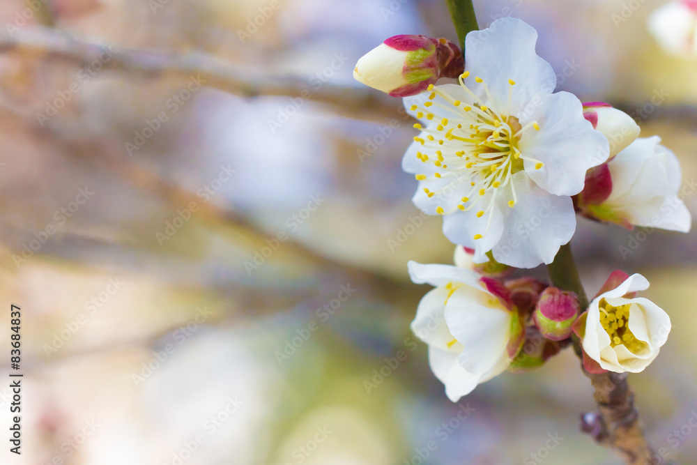 White plum