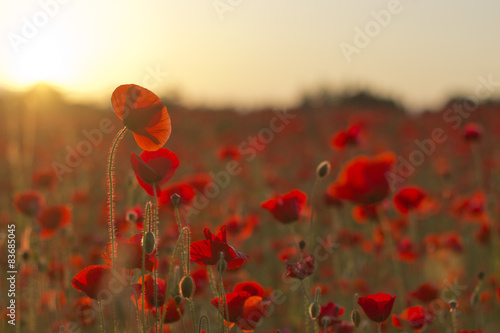Poppies at Sunset 7