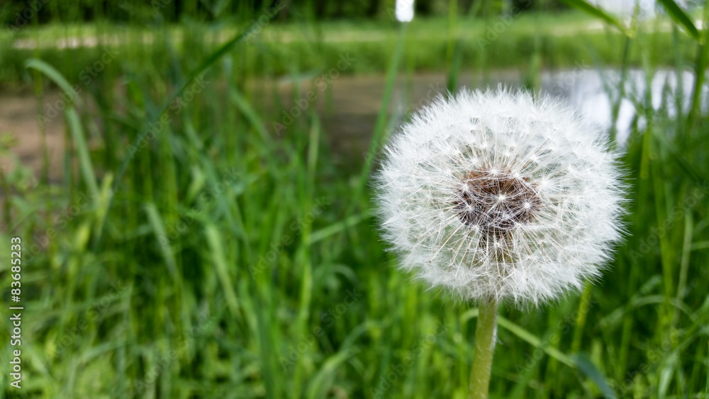 Fototapeta premium Löwenzahn