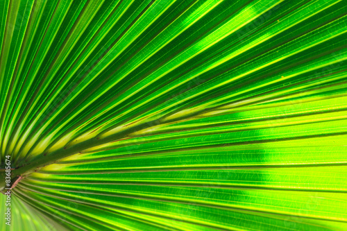 Green Palm leaves © forest71