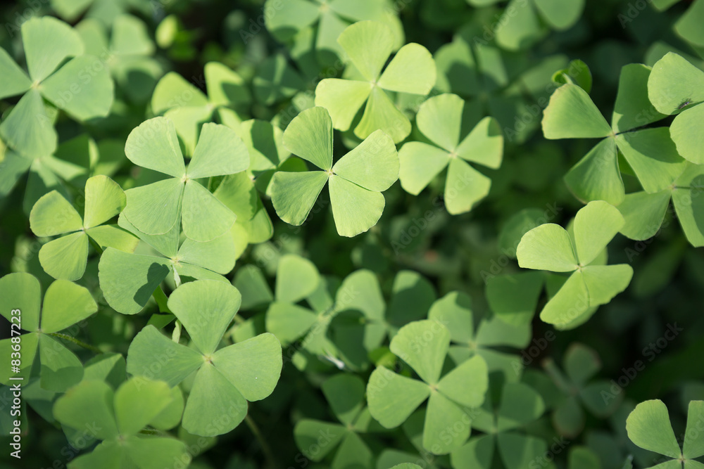Four leaf clover Four leaf clover