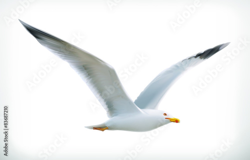 Fotografie, Tablou Sea gull