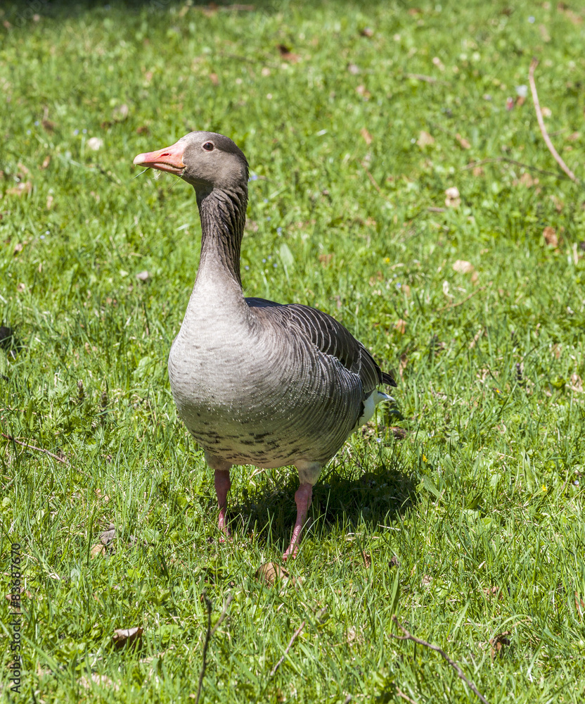 ducks enjoy the green grass in the english garden ducks enjoy the green grass in the english garden