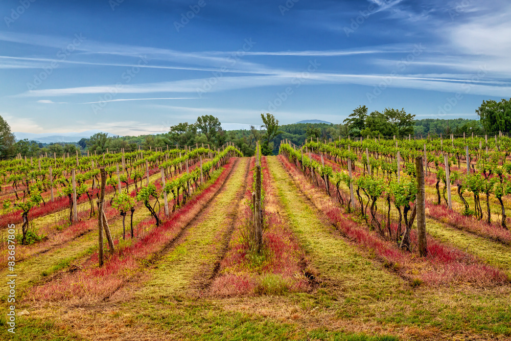 Tokaj vineyard in beautiful landscape scenery.