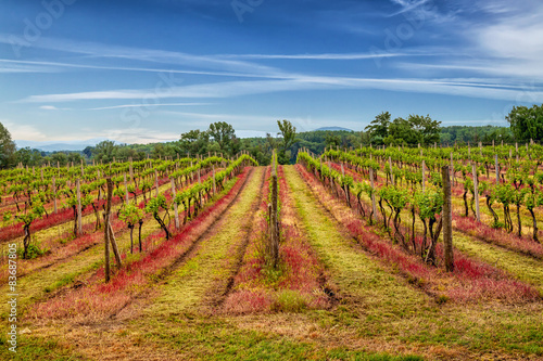 Tokaj vineyard in beautiful landscape scenery. #83687805