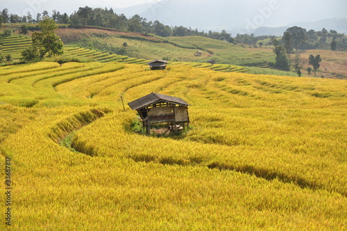 Obraz na płótnie The paddy fields Pak bung pang chiangmai
