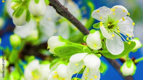 plum flower blossoming