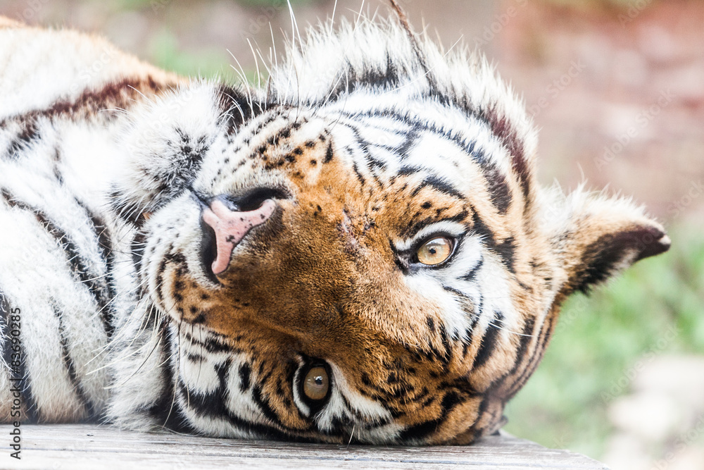 Naklejka premium Tiger