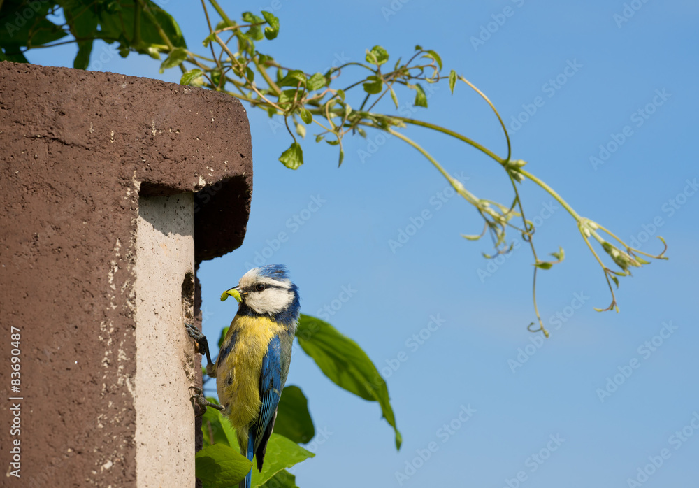 Fototapeta premium Blaumeise am Nistkasten
