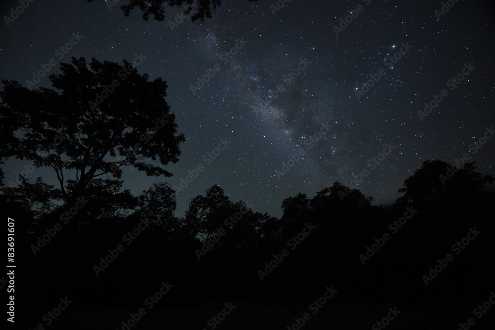Night sky with the Milky Way over the forest and trees
