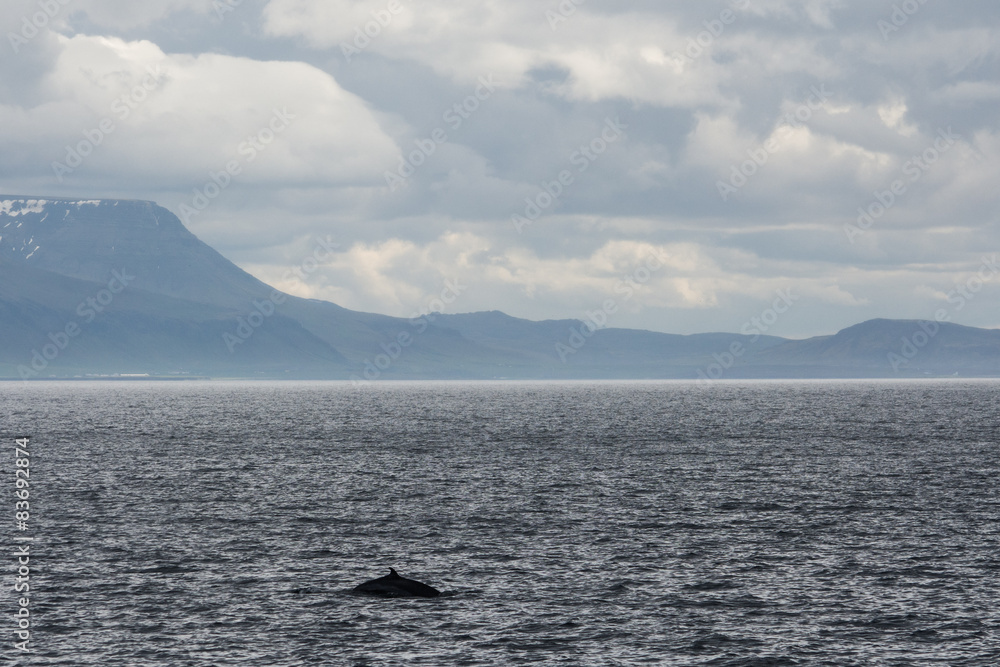 Obraz premium Schweinswal, Island