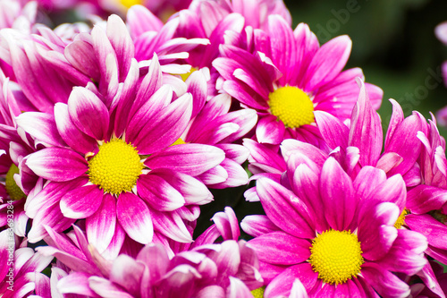 Gerbera flower of the daisy family