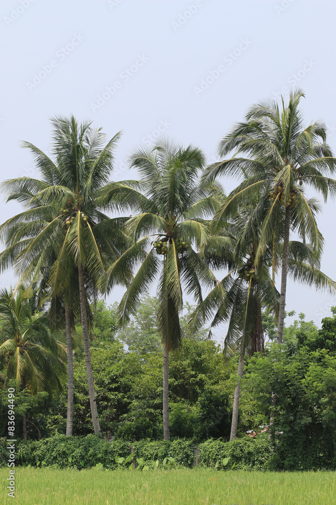 Coconut palms on the rice fields.