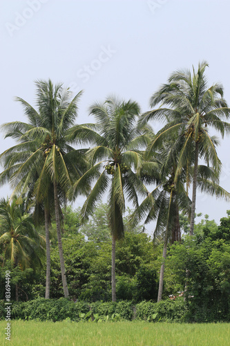 Coconut palms on the rice fields.