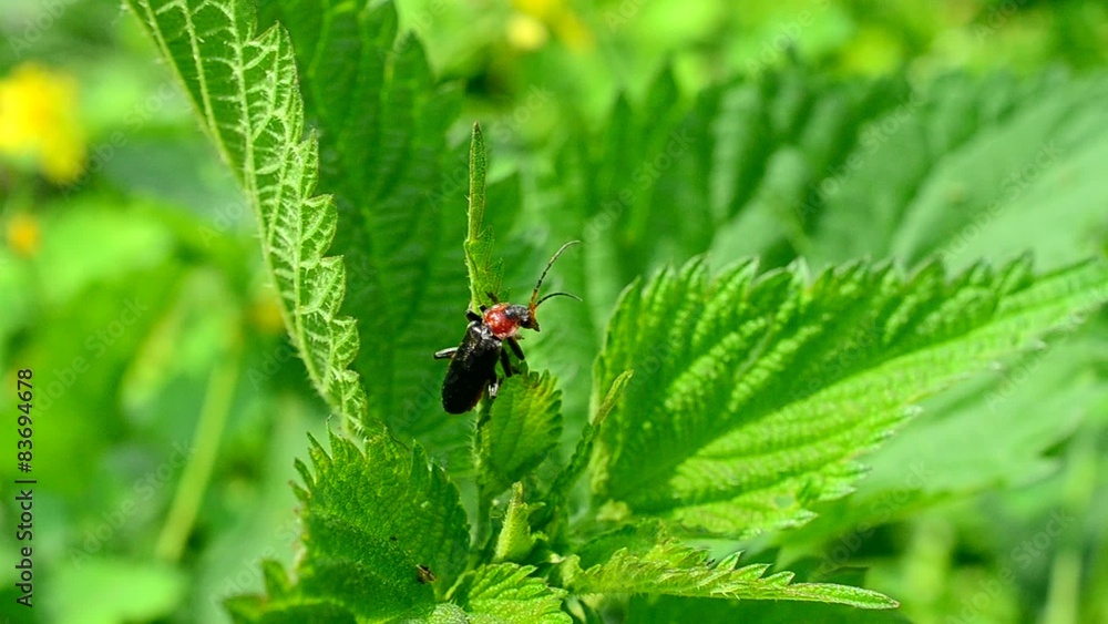 Soldier beetle sitting on lush nettle plant moving its whiskers Soldier beetle sitting on lush nettle plant moving its whiskers