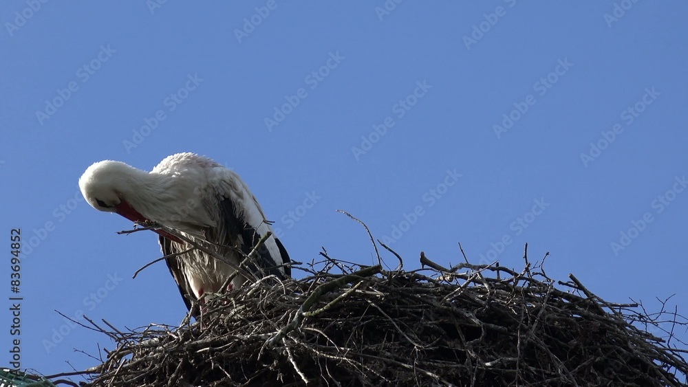 stork standing on nesting place looking and preening stork standing on nesting place looking and preening