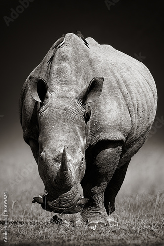 Obraz na plátně White Rhinoceros  in due-tone
