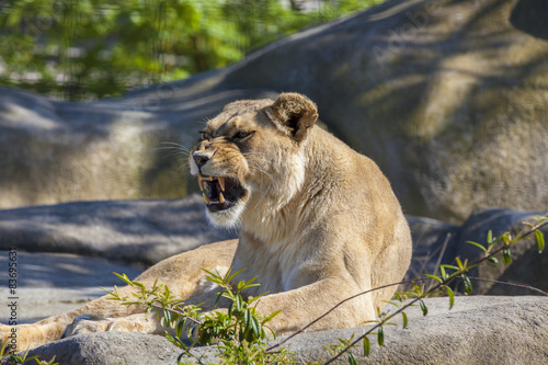 Lionne qui baille