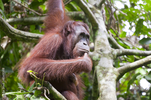 Orangutan thinking on a tree