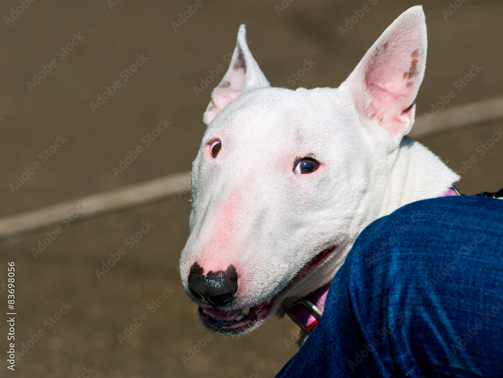 Bull Terrier portrait is in the park.