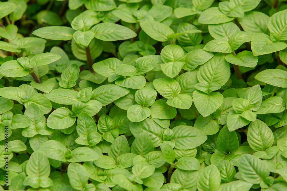 Obraz premium Close up sweet basil leaves, Selective focus center