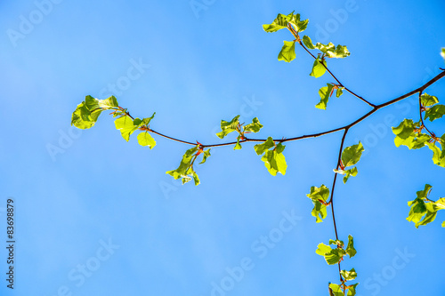 Wallpaper Mural Frühling Torontodigital.ca