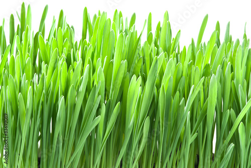 Green grass isolated on a white backgroud.