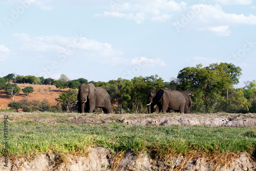 African Elephant in Chobe National Park