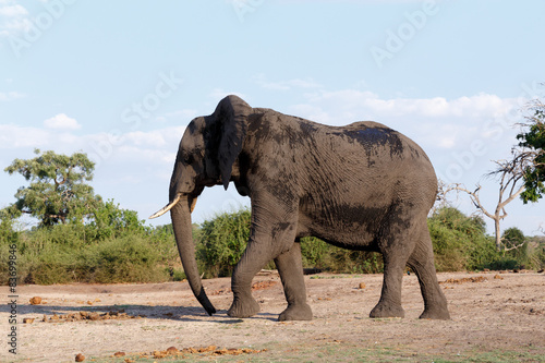 African Elephant in Chobe National Park