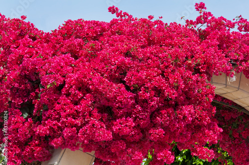 blooming bougainvilleas photo