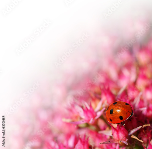 Ladybug on a Sedum telephium Munstead Dark Red