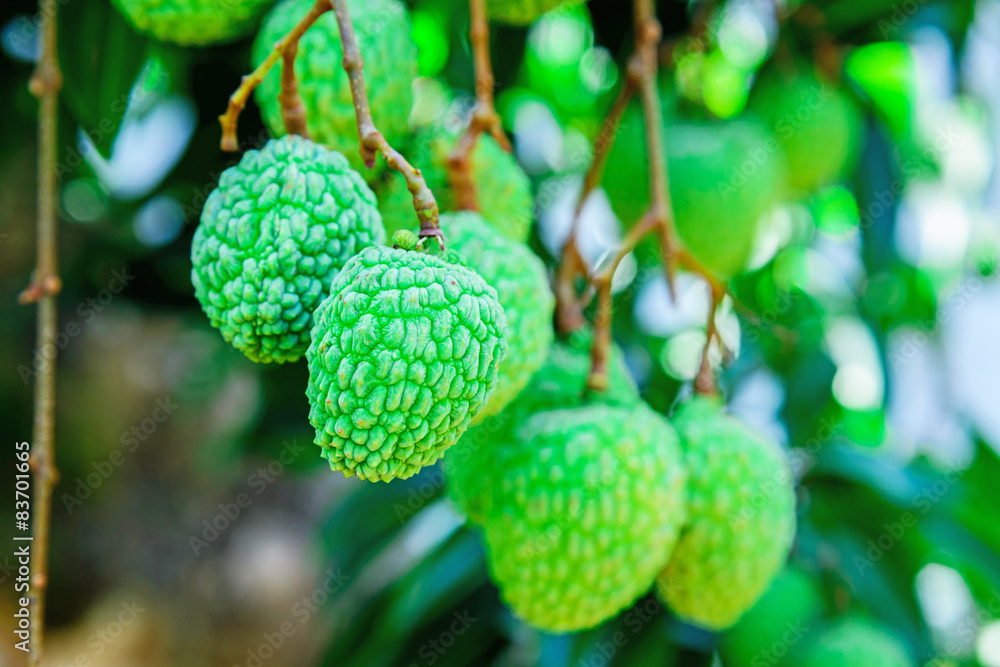 Young Lychee Fruit on the tree, Asia Fruit. Young Lychee Fruit on the tree, Asia Fruit.