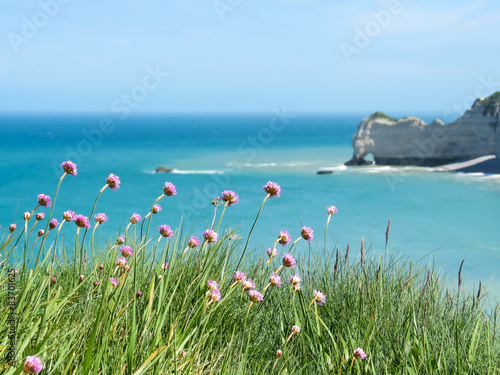 Wild flowers on the cliffs of Etretat, France