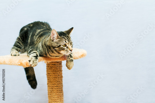 Tabby cat sits on a cat tower
