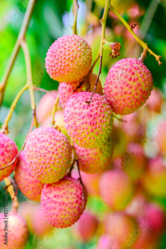 Lychee fruit on the tree in the garden of thailand, Asia fruit..