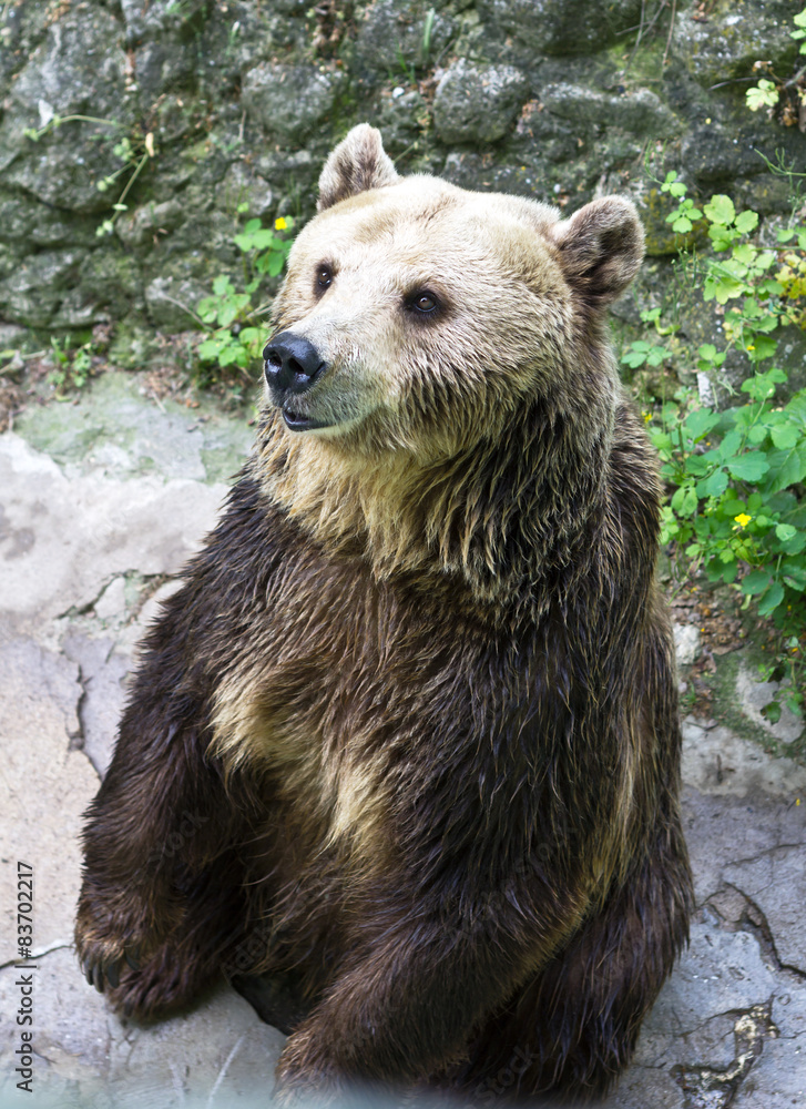 Fototapeta premium Brown Bear in the zoo.